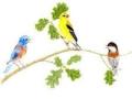 Illustration of three colorful birds on an oak branch 