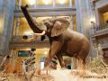 A taxidermy elephant with its trunk raised above its head in the American Museum of Natural History 
