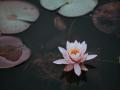 A lotus flower in water surrounded by lily pads