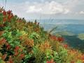 Colorful plants cascading on a mountainside with hills and clouds in the background