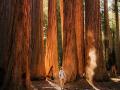 Someone wandering through a group of tall Redwood trees