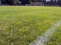 the grass of a soccer field