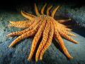 An orange 19-leg starfish resting on a rock under water