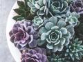 a variety of succulents