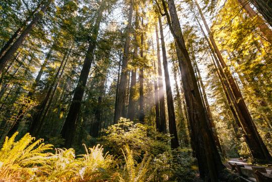 Redwood trees